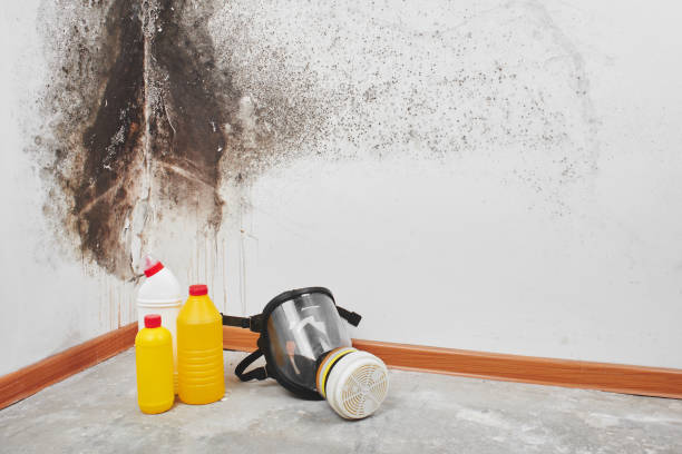 Best Commercial Mold Removal  in Arvada, CO