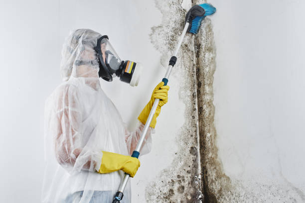 Best Mold Removal Process  in Arvada, CO