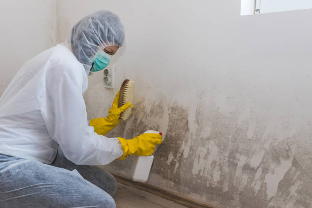 Best Attic Mold Removal  in Arvada, CO