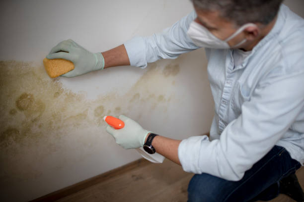 Best Local Mold Removal Service  in Arvada, CO