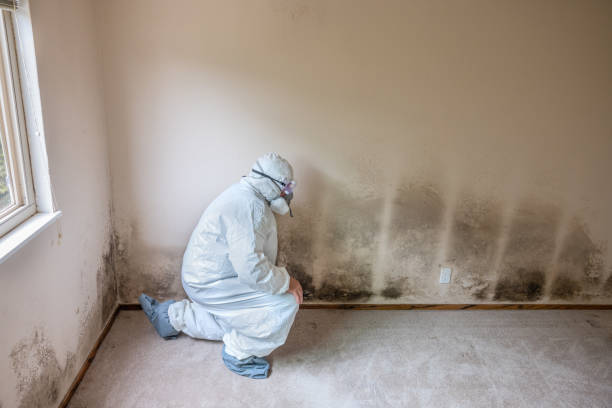 Best Mold Remediation  in Arvada, CO