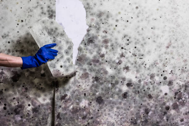 Best Mold Testing  in Arvada, CO