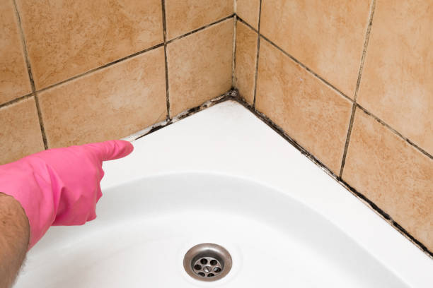Best Mold Inspection  in Arvada, CO